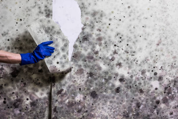 Water Damage Restoration in Bells, TX